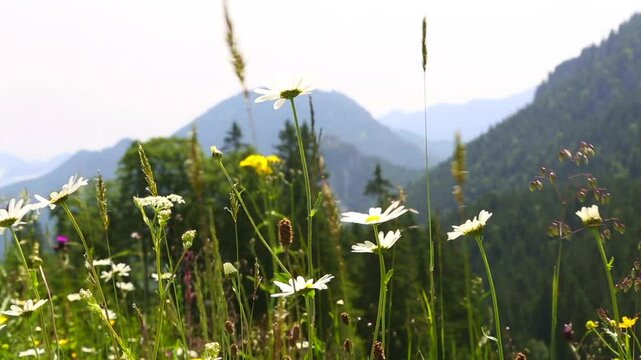Sunny mountain landscape in the Bavarian Alps, mountain Kofel, Germany