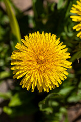 Bright Yellow Dandelion Flower in Full Bloom in a Garden