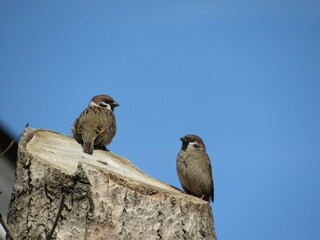 red backed vulture