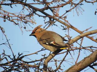 blue tit on branch