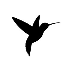 hummingbird vector illustration