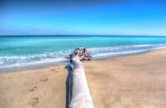Washed Up Palm Tree on Beach at Hobe Sound National Wildlife Refuge, FL