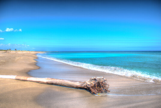 Washed Up Palm Tree on Beach at Hobe Sound National Wildlife Refuge, FL