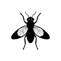 fly on white background