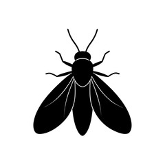 black and white beetle