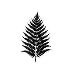 Fototapeta premium fern leaf isolated on white