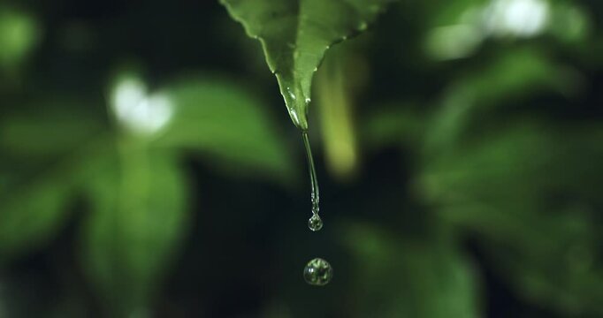 Super Slow Motion Macro of a single water droplet hanging delicately from the tip of a vibrant green leaf, highlighting freshness, tranquility, and nature's pure simplicity in  lush forest environment