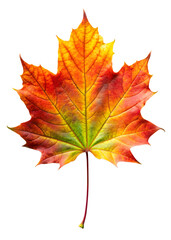 Fototapeta premium Colorful autumn leaf top view isolated on a clean white background