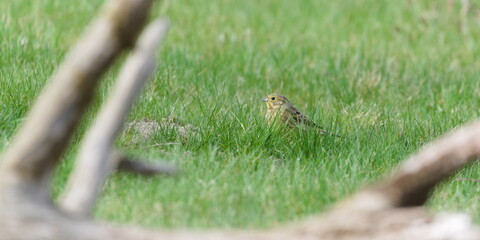 Emberiza citrinella aka yellowhammer is searching food in the grass. Yellow bird from Czech republic.	