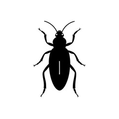 black beetle isolated on white