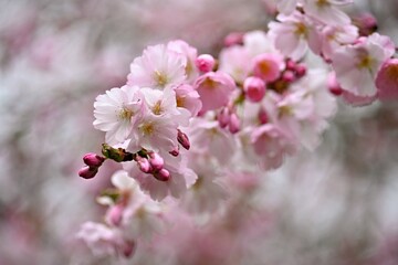 Spring flowers. Beautifully blossoming tree branch. Cherry - Sakura and sun with a natural colored background.