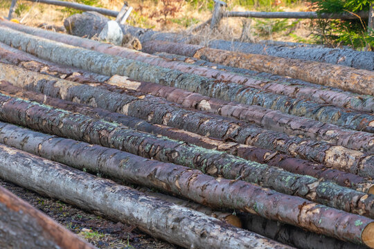 Trees felled in a mountain forest. Sanitary felling