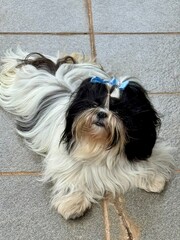 shih tzu dog