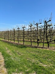 Obraz premium Rows of blooming pear trees in a spring orchard under a clear blue sky. A vibrant agricultural landscape symbolizing growth, harvest, and nature’s renewal in the countryside.