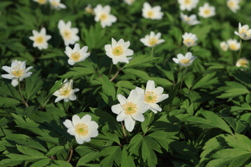 White wood anemones blooming in spring forest under sunlight. Fresh green leaves and delicate wildflowers create a natural seasonal background