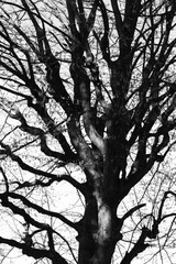 Black tree branches isolated on white background. Winter nature, organic lines, minimal contrast. Ideal for design, print, or abstract concepts.