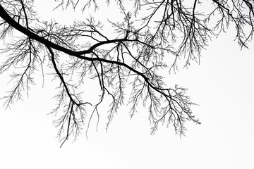 Bare tree branches isolated on white sky. High contrast black and white composition. Ideal for abstract backgrounds, minimalist art, and seasonal nature themes.