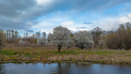 Aerial view of a blooming tree and season occurring in April during spring, with typical spring weather and a vibrant natural background.