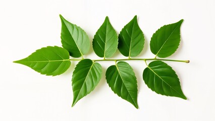 Fototapeta premium A bunch of green leaves on a white surface.