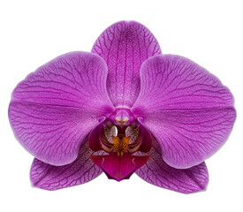 Close-up of purple orchid flower, intricate petal texture, isolated on a transparent background.  PNG image showcases elegance and beauty, ideal for design projects