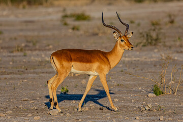 Botswana, Africa, 