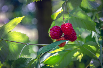 Ripe raspberries growing in the garden.