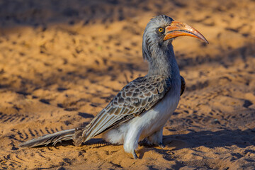 Botswana, Africa, African Hornbill