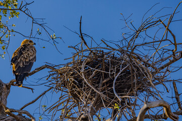 Botswana, Africa, Tawney Eagle