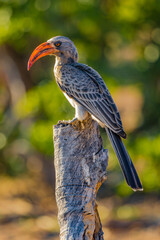 Botswana, Africa, African Hornbill