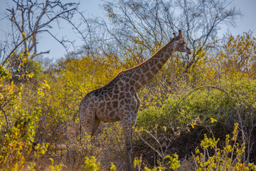 Botswana, Africa, 