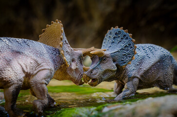 Two mighty Triceratops clash in a dramatic standoff, symbolizing the raw power and instinct-driven...