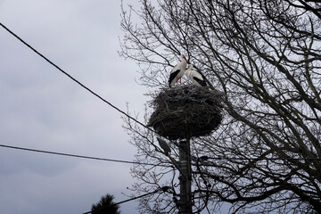 Two storks nest above a web of wires — a quiet symbol of nature’s resilience and harmony in the midst of our ever-connected, electric world.