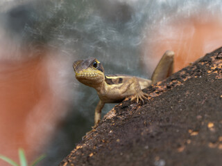 Junger Streifenbasilisk, Costa Rica