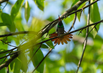 Kolibri präsentiert seine Schwanzfedern, rufous tailed hummingbird