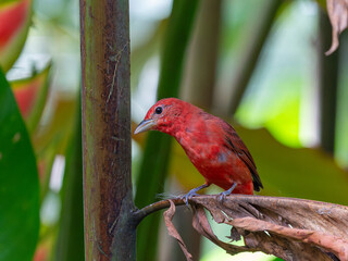 Sommerkardinal, Costa Rica