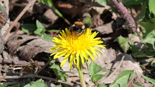 Ackerhummel (Bombus pascuorum) an einer L&ouml;wenzahnbl&uuml;te