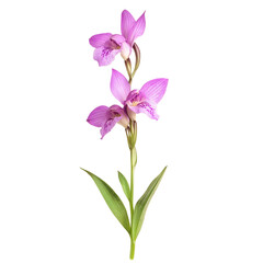 A Wild Purple Orchid with Slender Petals Isolated on Transparent Background
