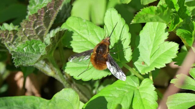 Wollschweber (Bombyliidae) sitzt auf Blatt
