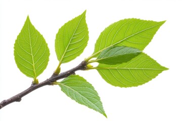 Fresh Green Leaves on Branch Isolated Against White Backdrop Capturing Springtime Growth and Vitality in Detailed Close Up