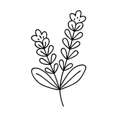 lavender flower icon, lavender flower line art - simple line art of lavender flower, perfect for lavender flower logos and icons