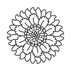 scabiosa flower icon, scabiosa flower line art - simple line art of scabiosa flower, perfect for scabiosa flower logos and icons