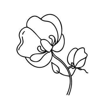 recommend clip art: sweet pea flower icon, sweet pea flower line art - simple line art of sweet pea flower, perfect for sweet pea flower logos and icons