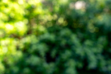 Bokeh nature background. Blur natural green leaves .
