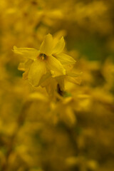 Closeup of yellow flower on blurred background yellow nature background with space for text. Spring.