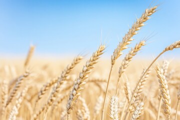 Fototapeta premium close-up image of wheat stalks in field minimalistic with abundant copy space captures essence of shavuot