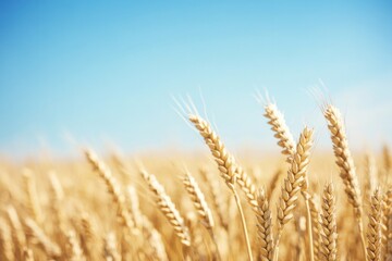 Fototapeta premium close-up image of wheat stalks in field minimalistic with abundant copy space captures essence of shavuot