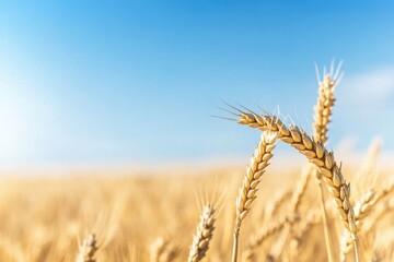 Fototapeta premium close-up image of wheat stalks in field minimalistic with abundant copy space captures essence of shavuot