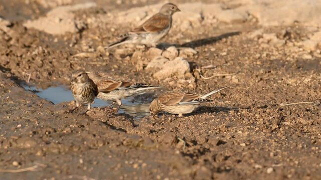 Group birds Common Linnet (Linaria cannabina) Drinking Water from a Puddle in the Wild. Slow motion. Close-up.