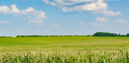 Corn field with ripe corn and blue sky with white clouds.