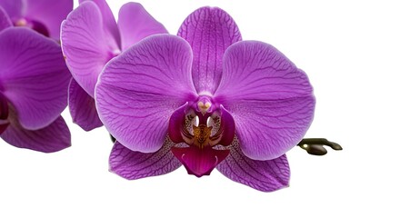 Obraz premium Orchid's Embrace AI Generated